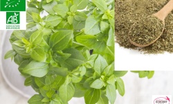 BASILIC_FRAIS.jpg