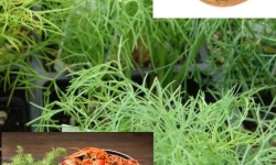 dill-2big.jpg