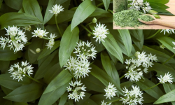 wildgarlic_980950565