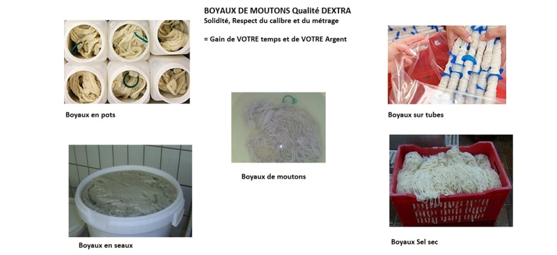 IMAGE_MOUTONS_PRO.jpg
