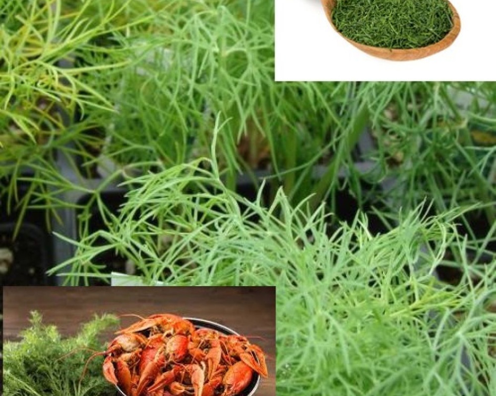 dill-2big.jpg