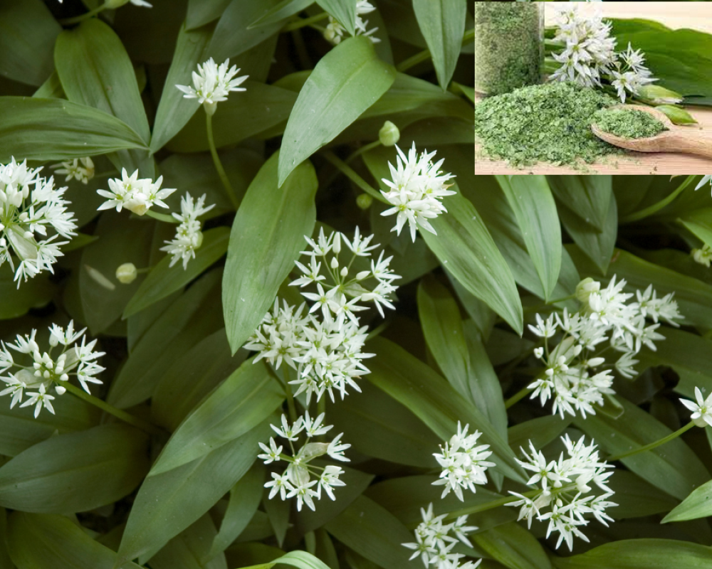 wildgarlic_980950565