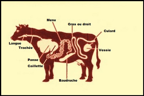 image boeuf