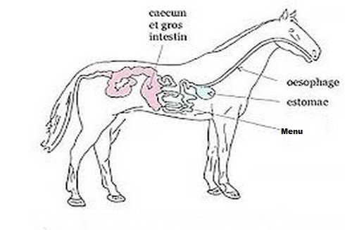 image cheval1
