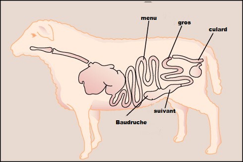 image mouton
