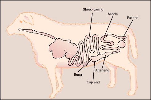 sheep gb